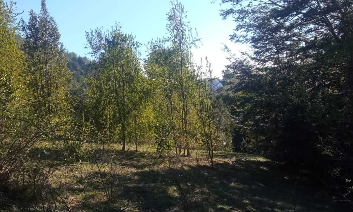 Venta Terreno Coilaco77